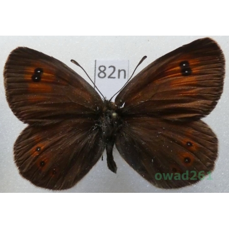Erebia ottomana Herrich-Schäffer, 1847 Greece82n
